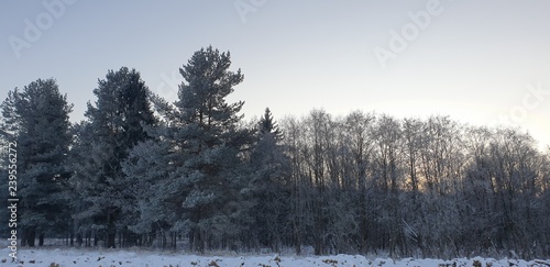 Wallpaper Mural Trees in the forest in winter Torontodigital.ca