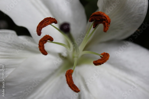 Close up view of an elegant lily