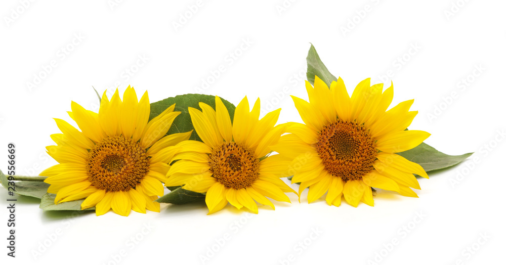 Obraz premium Three yellow sunflowers.