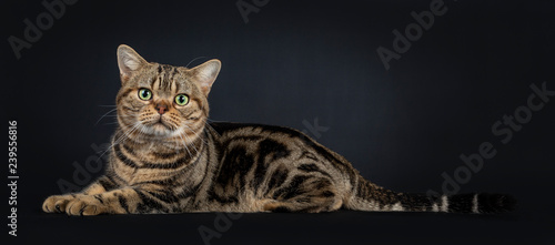 Fotografija Handsome young adult black tabby American Shorthair cat laying down side ways