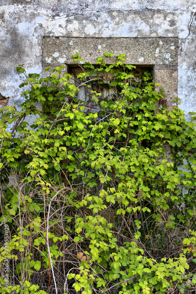 Facade of an old abandoned provincial fisherman house near the atlatic ocean, St Brieuc, Brittany, France Facade of an old abandoned provincial fisherman house near the atlatic ocean, St Brieuc, Brittany, France