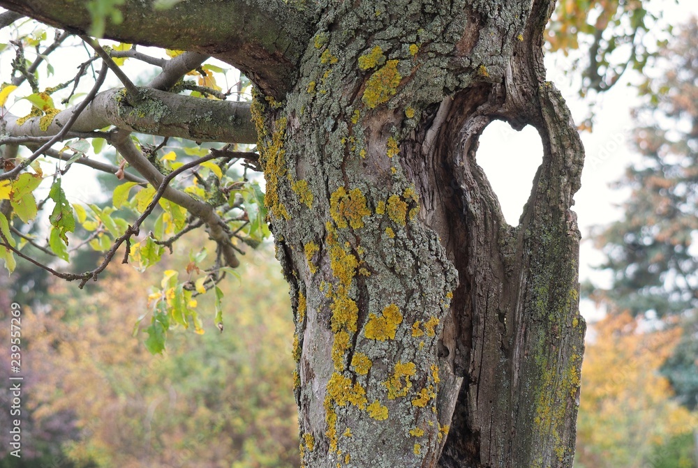 Fototapeta premium Baum mit Herz