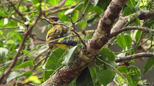 Swallow-tailed Cotinga perched on branch scene. Video recorded in Vargem Alta, Espírito Santo - Southeast of Brazil. Atlantic Forest Biome. photo