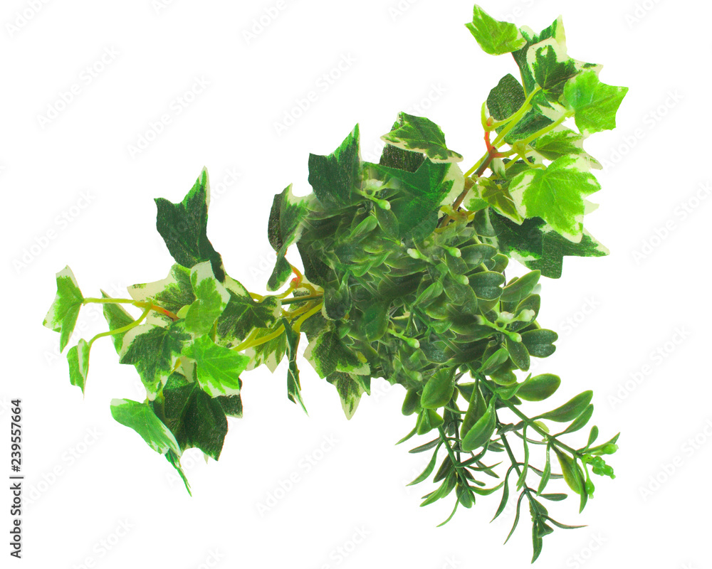 green houseplant, top view green houseplant, top view