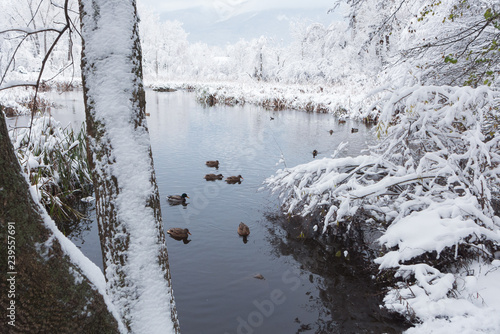 Ducks in the frozen lake