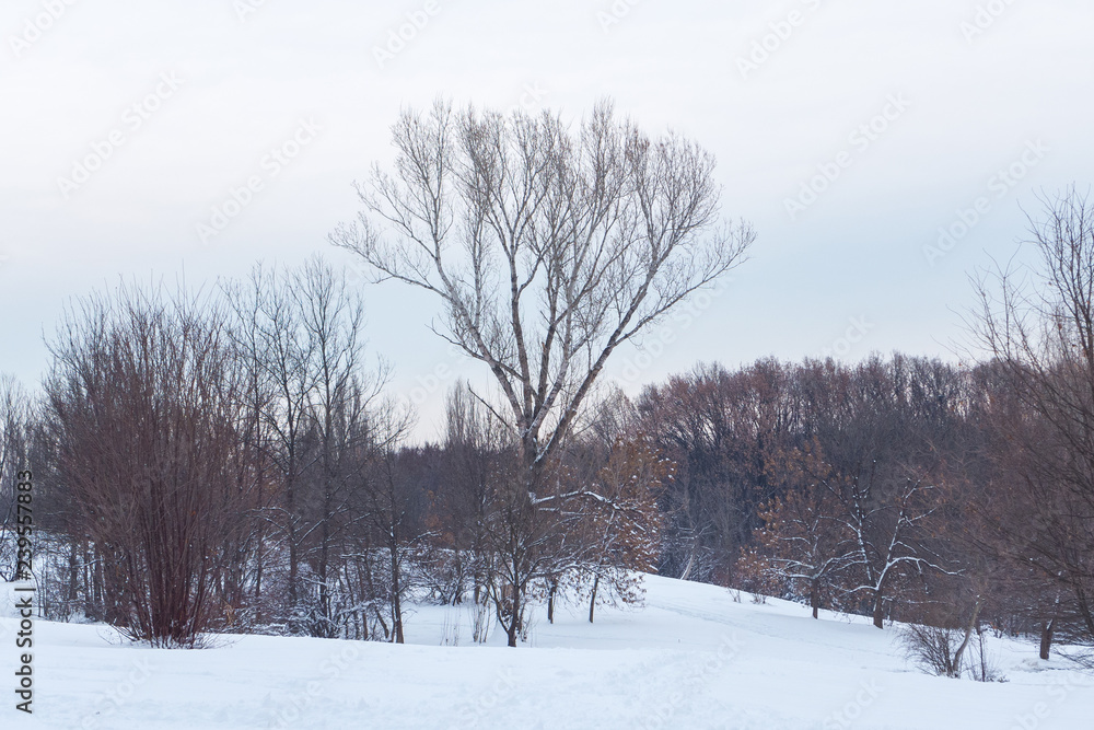 winter landscape with trees and snow winter landscape with trees and snow