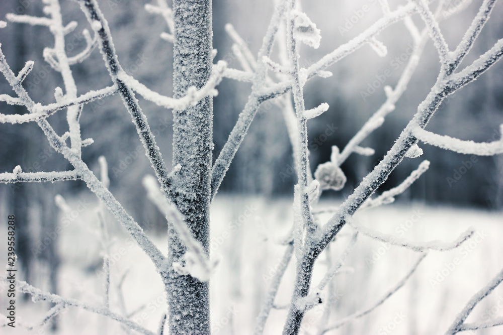 Snow-covered branches of the yves. Frost on the trees. The hoarfrost on branches in winter scenery. Snow-covered branches of the yves. Frost on the trees. The hoarfrost on branches in winter scenery.