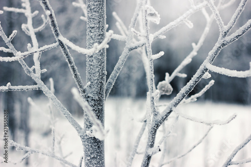 Snow-covered branches of the yves. Frost on the trees. The hoarfrost on branches in winter scenery.