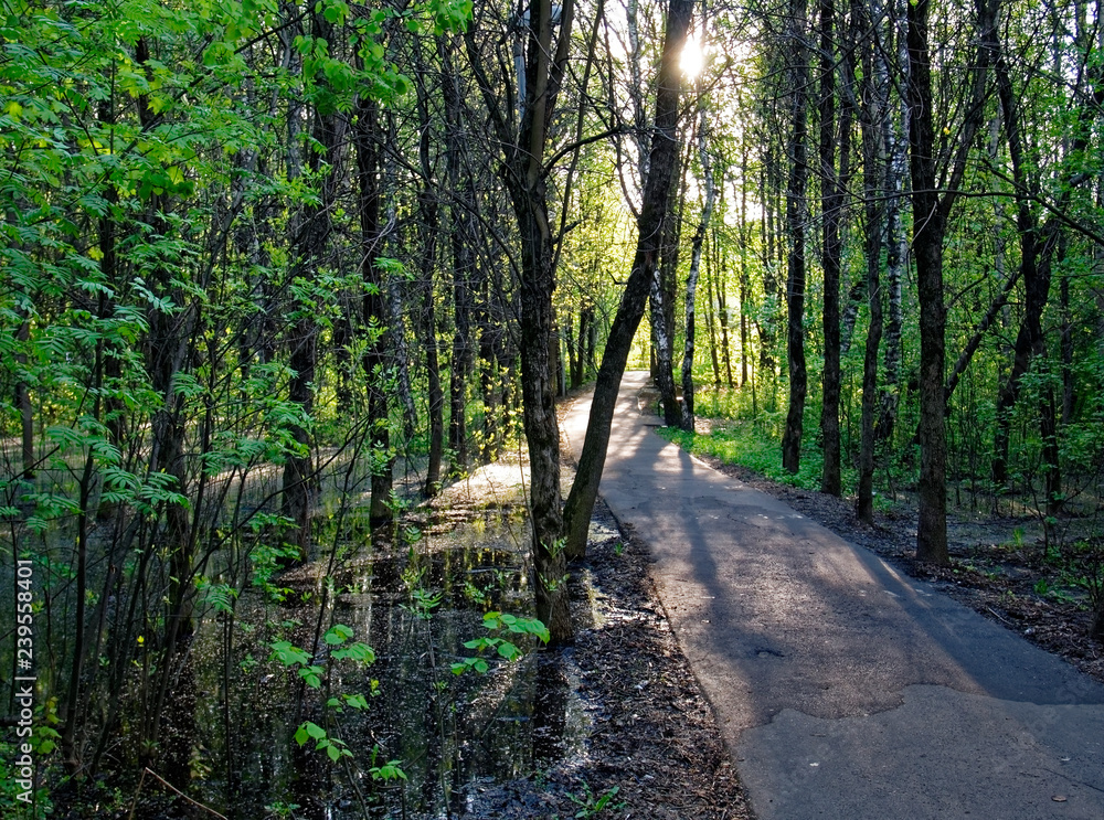 paved path through the Park in the early morning paved path through the Park in the early morning
