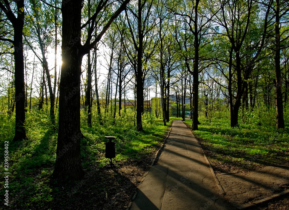Fototapeta premium paved path through the Park in the early morning