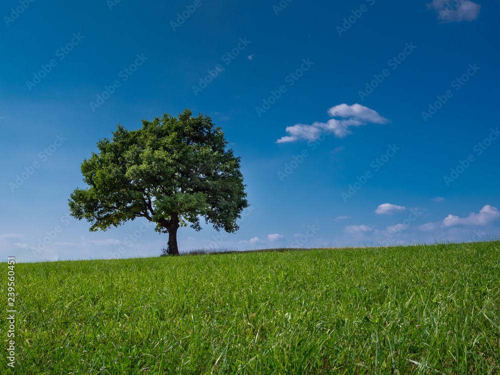 Obraz premium Frühlingsbaum