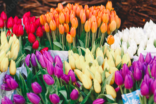 Beautiful colorful spring tulips in a flower shop. Vibrant floral background.