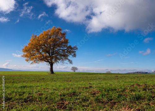 Wallpaper Mural Herbstbaum Torontodigital.ca
