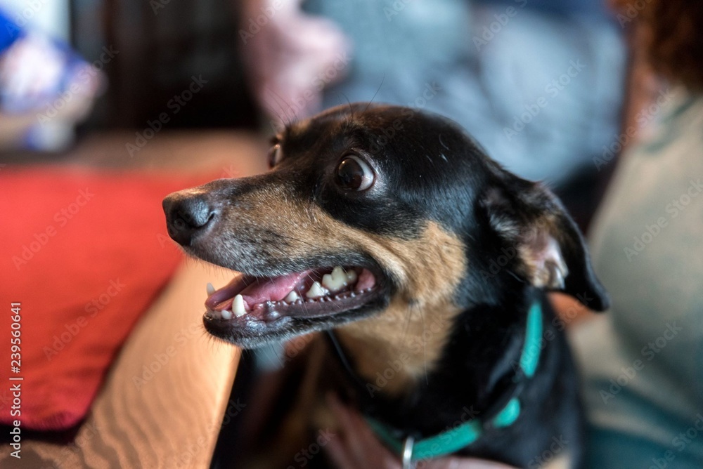 Obraz premium Dachshund Dog