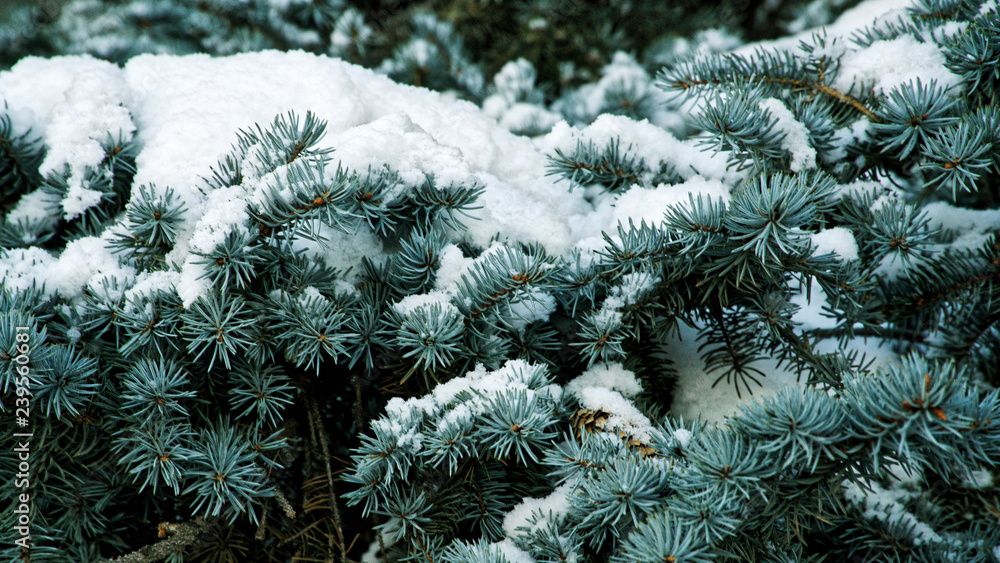 Snow-covered branches of blue spruce in the winter forest Snow-covered branches of blue spruce in the winter forest