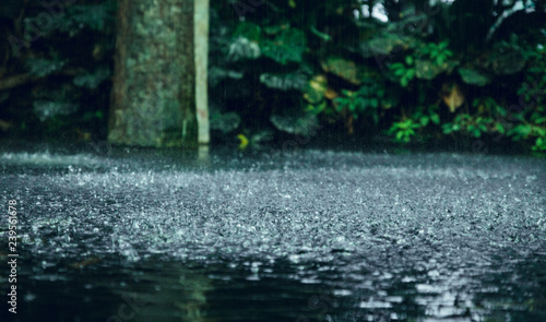 Fotografi Tropical rain in the water