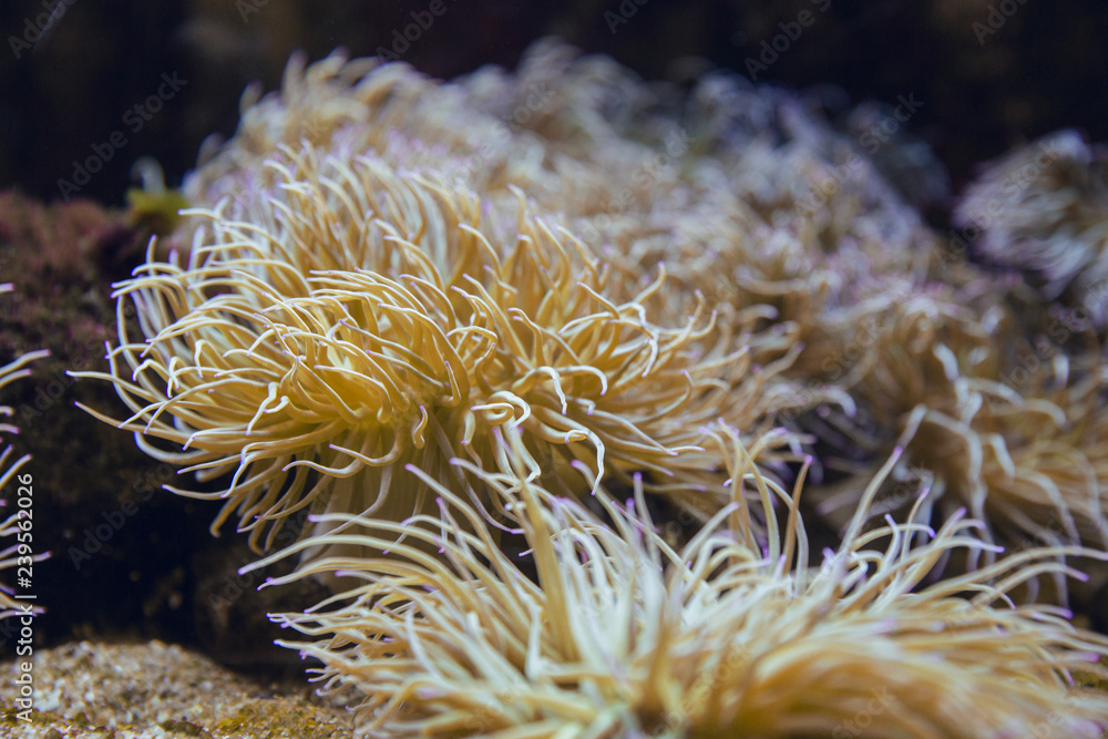 Yellow anemones in blue aquarium coexisting together Yellow anemones in blue aquarium coexisting together