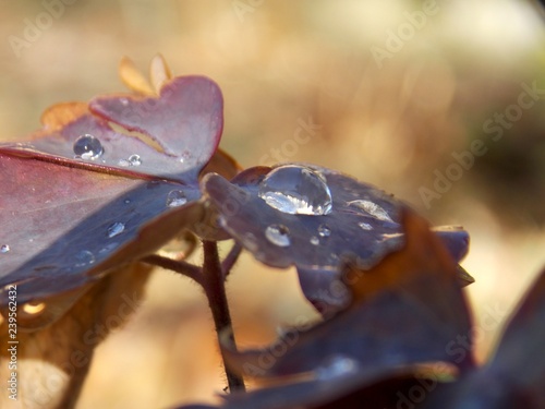 drops of rain on the plant leaf 