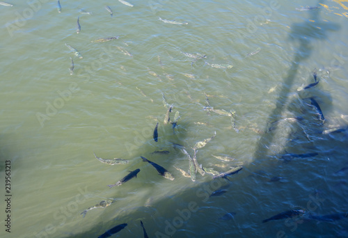 Trouts swimming around in Yachts parking in Harbor yacht club.
