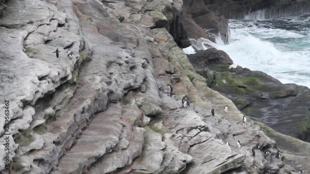 Rockhopper penguin flock on a cliff in Antarctica Rockhopper penguin flock on a cliff in Antarctica