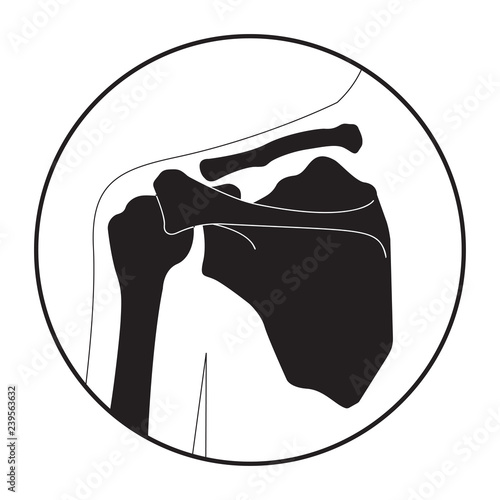 Vector illustration of human shoulder skeletal anatomy