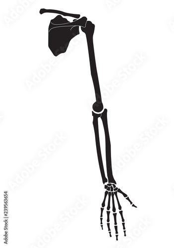 Vector illustration of human hand skeletal anatomy