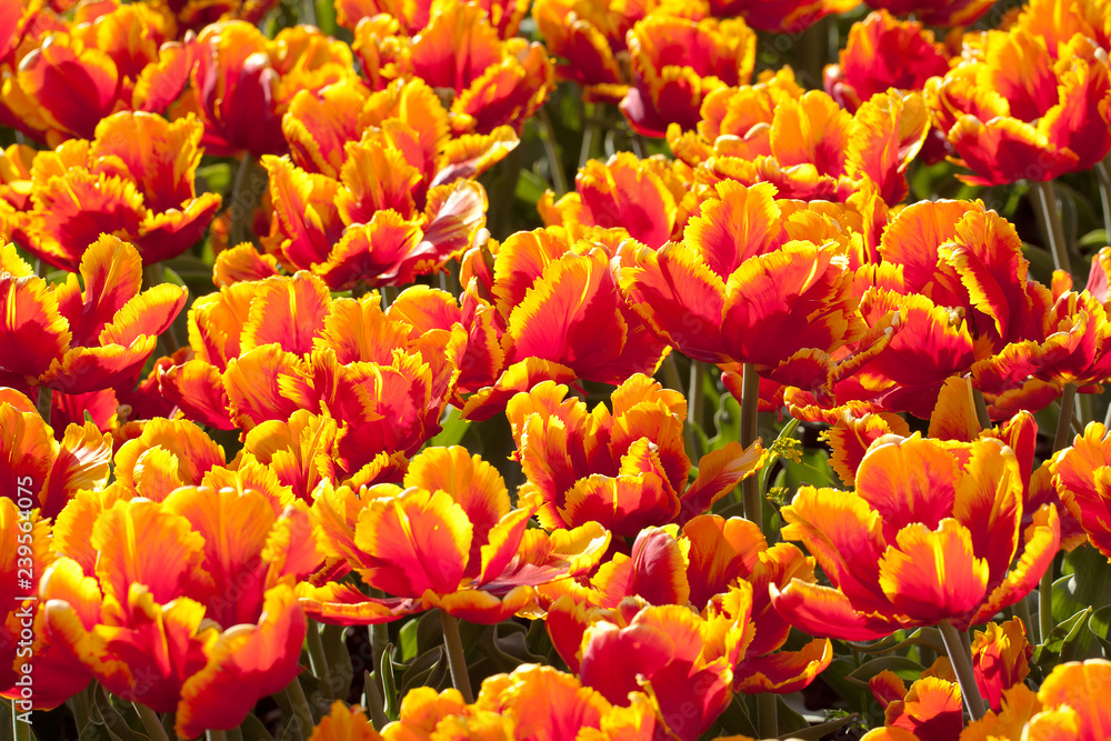 red-orange bright tulip with beautiful petals red-orange bright tulip with beautiful petals