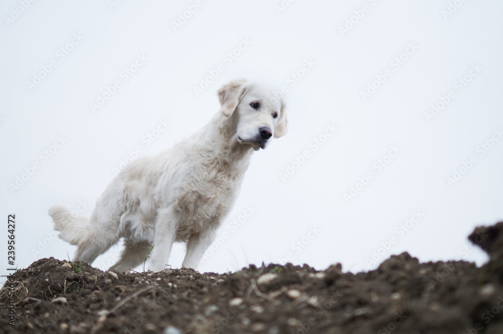 Golden Retriever stehend auf dreck Golden Retriever stehend auf dreck