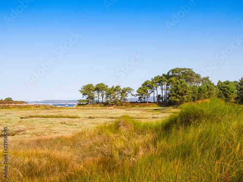 Salinas marsh