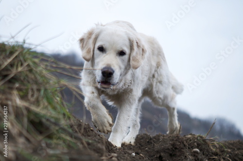 Golden Retriever laufend in Bewegung