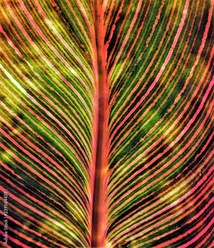 Illuminated Leaf