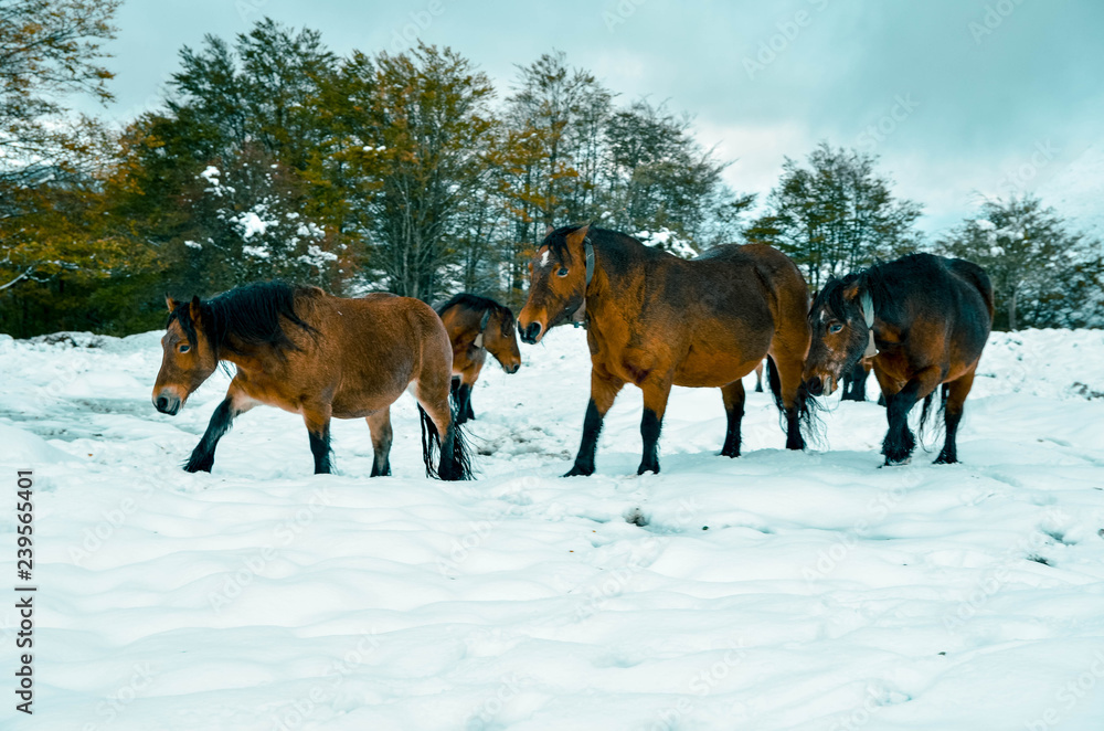 Beautiful horses in the snowy forest of the Gorbea natural park, Basque Country, Spain