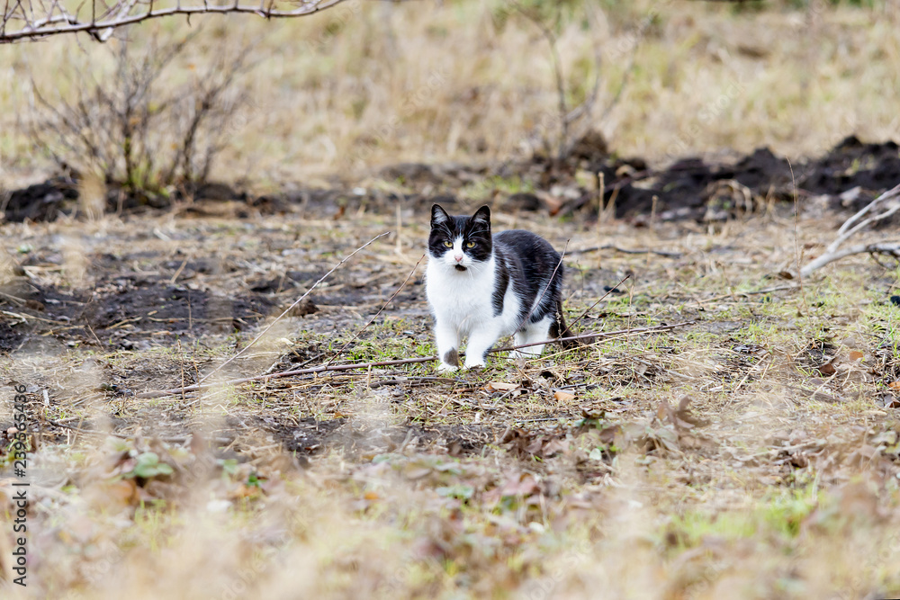 A cat on a hunt is sitting in wait in the midst of thick grass.