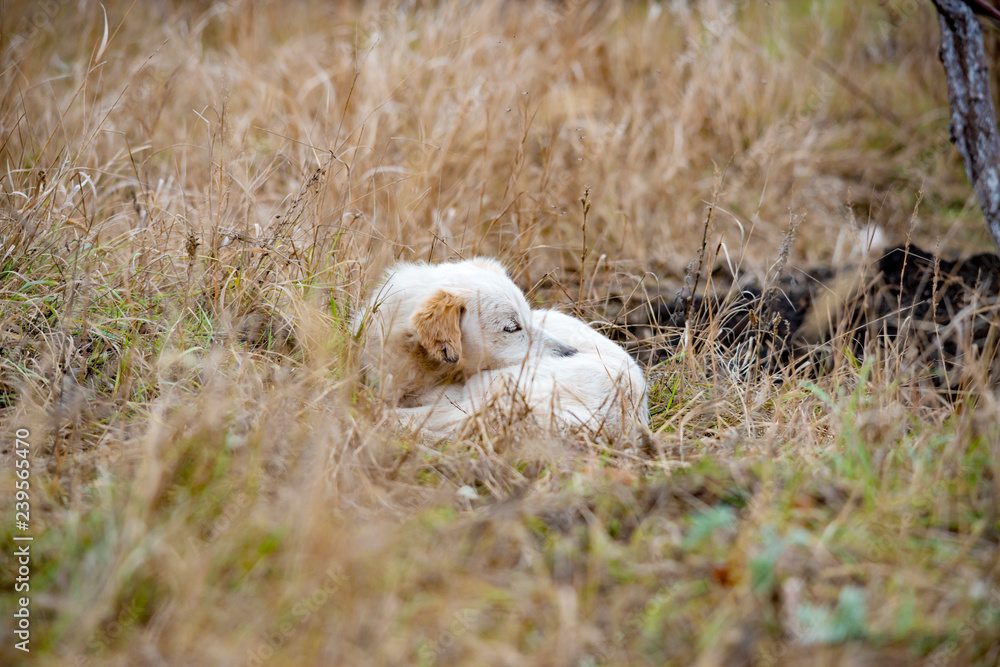 White dog with a red color, sleeping in nature on the grass after a long hunt for game. White dog with a red color, sleeping in nature on the grass after a long hunt for game.