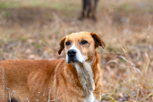 hunting dog with wounds on his face, after a battle with animals looks around looking for his prey.