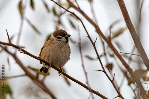 Gray sparrow sitting on a branch, frozen from cold.