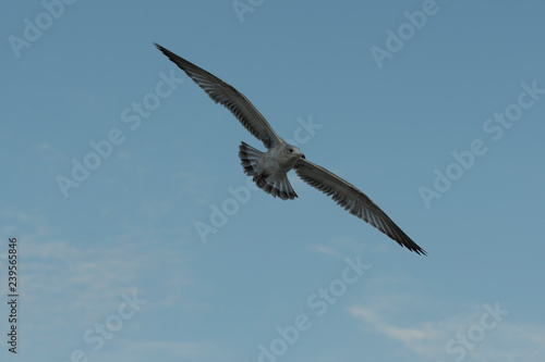 seagull in flight