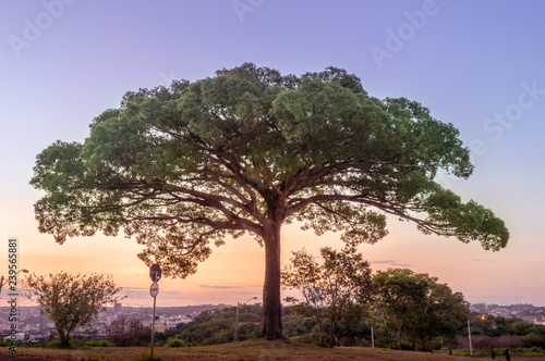 'Jequitibá' (Cariniana) tree in Valinhos/SP/ Brazil against sunset sky