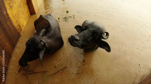 Buffalos in water under rain close up in river Ganga flooded Manikarnika burning ghat Varanasi top view