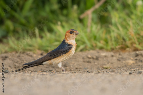 Lesser Striated Swallow / Cecropis daurica © Szymon Bartosz