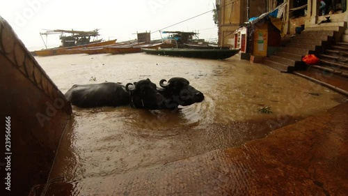 Two buffalos swim and go out from river Ganges in flooded Manikarnika burning ghat under rain Varanasi