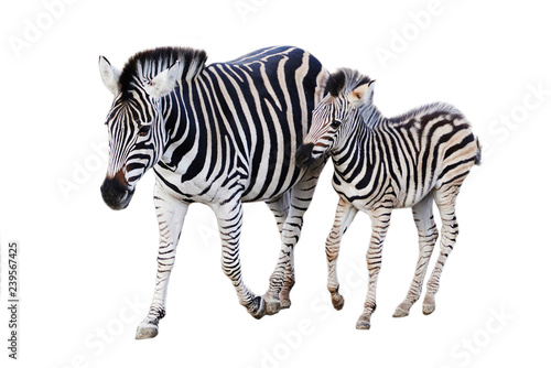 Mother and child zebra isolated on white background