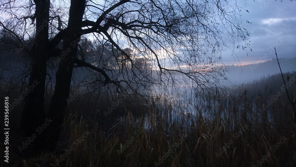 Fototapeta premium Wald und See im Nebel