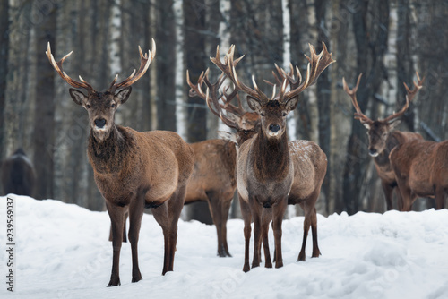 Two Beautiful Curious Trophy Deer Stag Close-Up, Surrounded By Herd. Winter Christmas Wildlife Landscape With Deer Cervus Elaphus. Lot Of Buck With Great Horns At The Background Of Forest