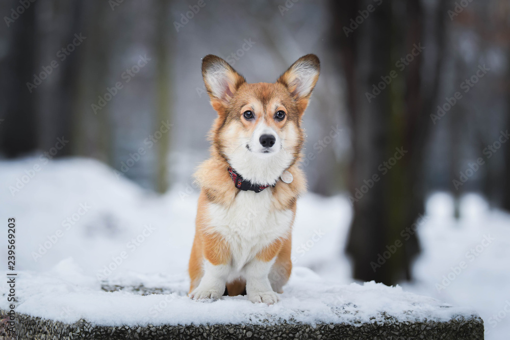 Welsh corgi pembroke puppy portrait in snow in park Welsh corgi pembroke puppy portrait in snow in park
