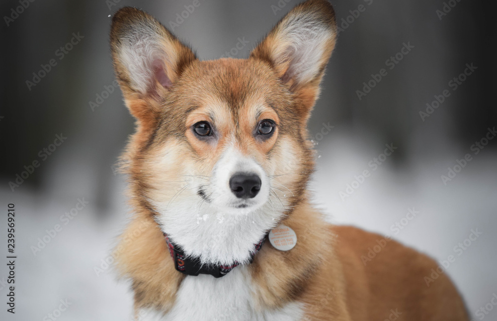 Welsh corgi pembroke puppy portrait in snow in park