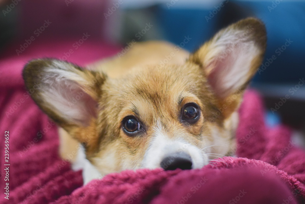Welsh corgi pembroke puppy lying down on a blanket on a sofa Welsh corgi pembroke puppy lying down on a blanket on a sofa