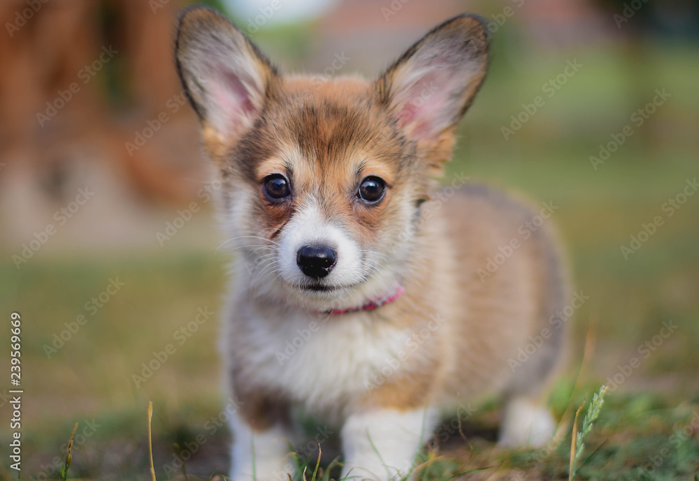 Little welsh corgi pembroke puppy portrait looking to the camea Little welsh corgi pembroke puppy portrait looking to the camea