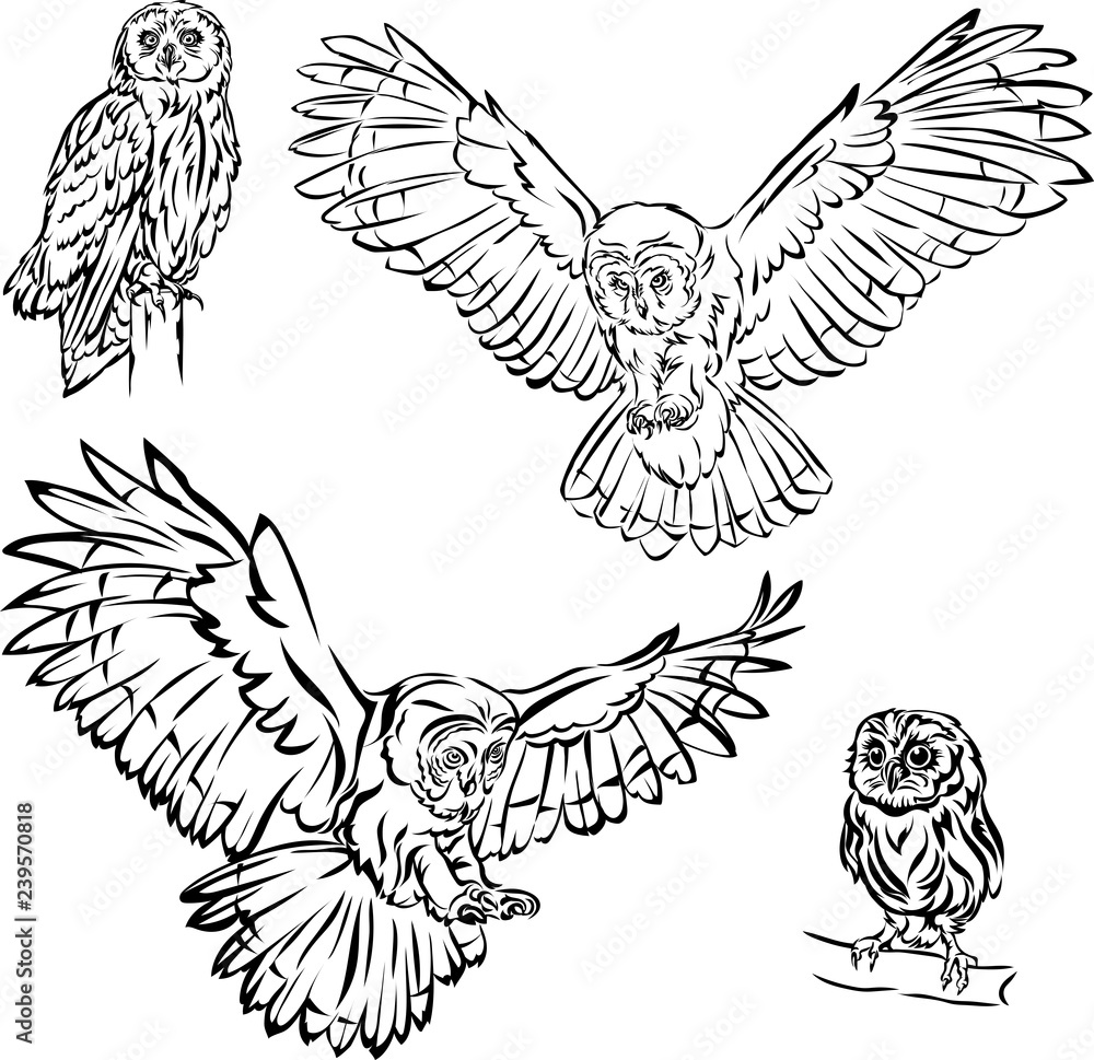owl, bird, image, graphics, black, illustration, design, symbol, isolated, drawing, art owl, bird, image, graphics, black, illustration, design, symbol, isolated, drawing, art