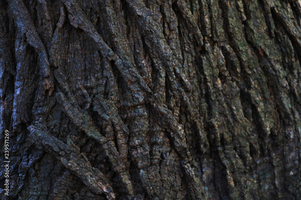 Old Wood Tree Texture Background Pattern. Background Old Wood Tree Texture Background Pattern. Background
